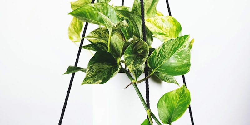 英超联赛直播现场 - 曼联对阵利物浦的激烈比赛